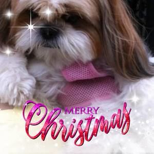 Meet your Posher, Yvette